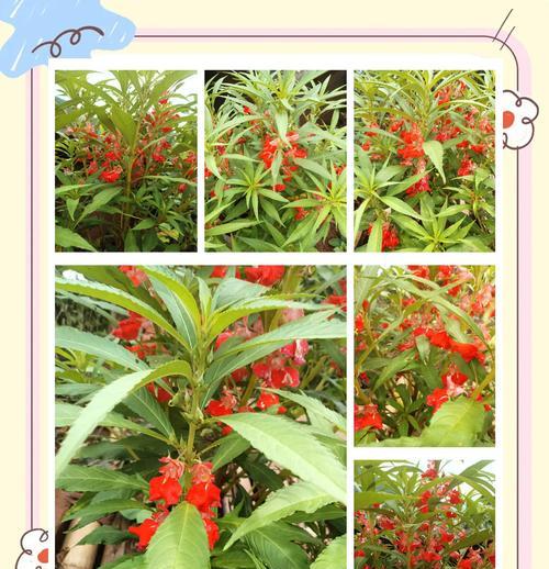 冬天哪些花象征爱情？它们的寓意是什么？