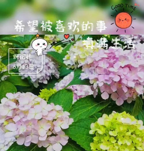 冬天哪些花象征爱情？它们的寓意是什么？