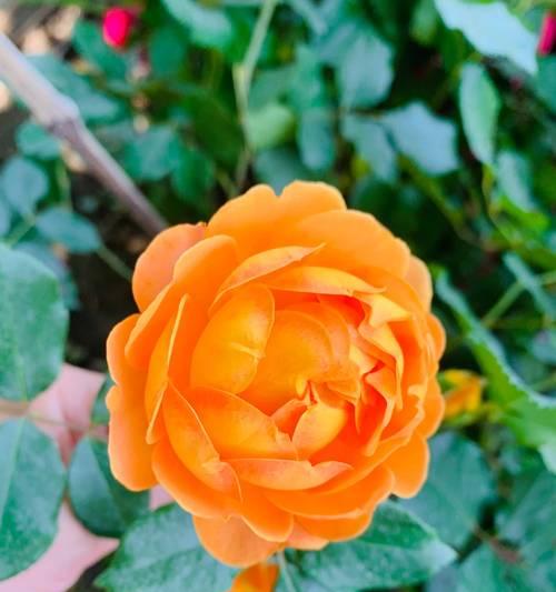 火焰兰蓝色代表什么花语？蓝色火焰兰的花语含义是什么？