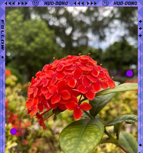 端午节的象征花是什么？有哪些吉祥寓意？