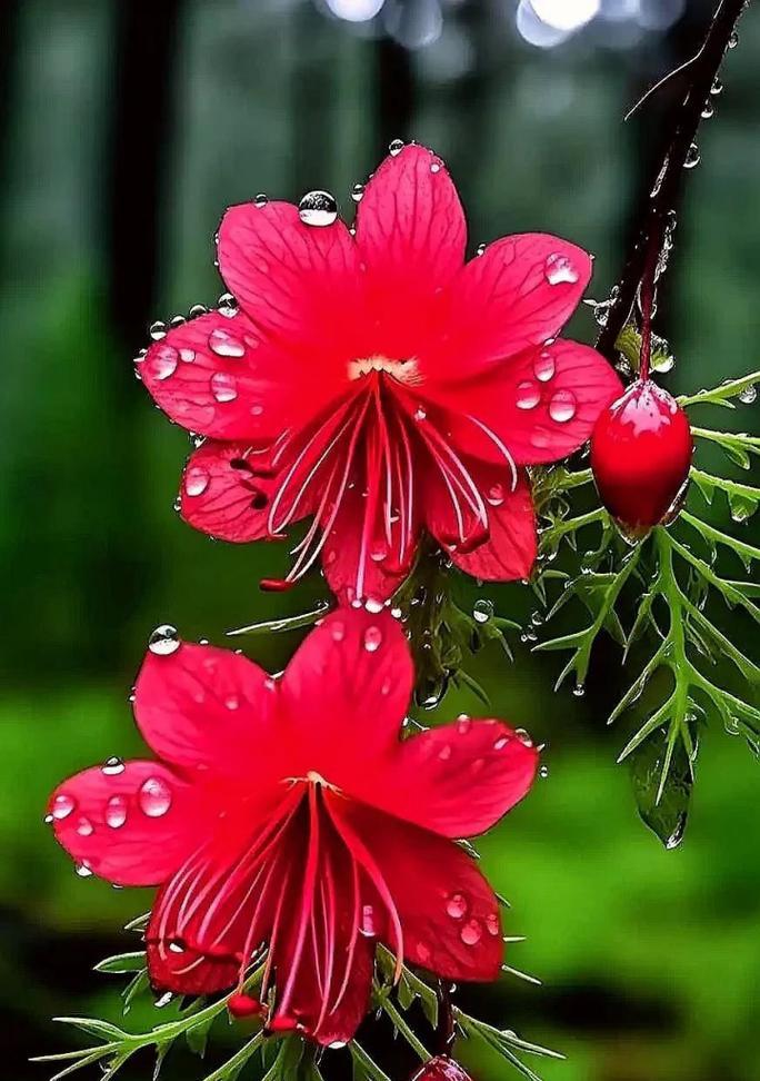 纹红色的花代表什么意义？红色花朵的象征含义是什么？