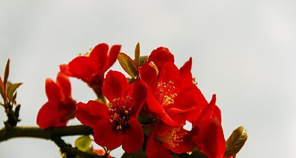 纹红色的花代表什么意义？红色花朵的象征含义是什么？