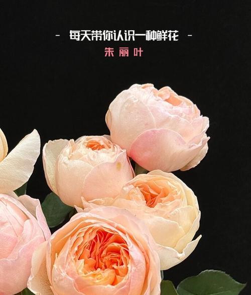 哪种花寓意真诚和幸福？