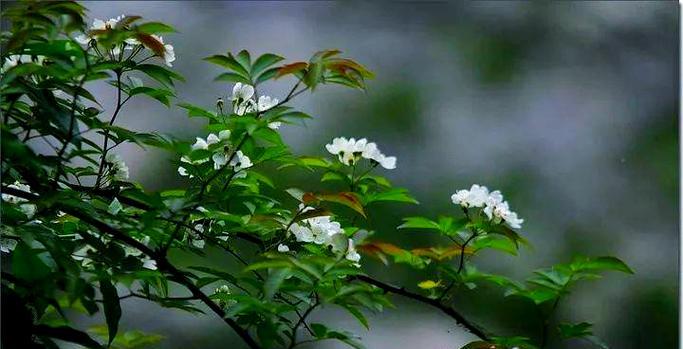 荆棘花象征着什么爱情？荆棘花在爱情中的寓意是什么？