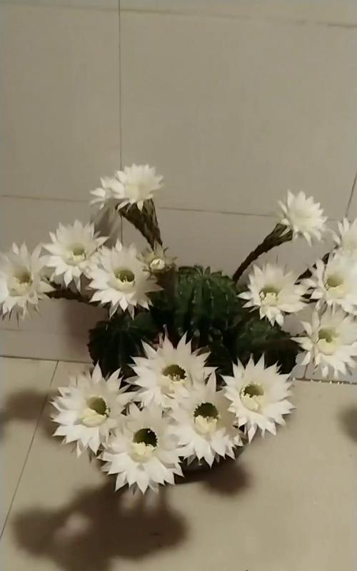 仙人球开白花有什么寓意？白色花语是什么？