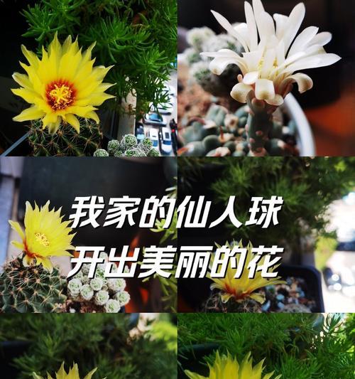 仙人球开白花有什么寓意？白色花语是什么？