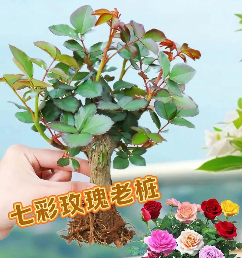 多色玫瑰花的花语和寓意是什么？