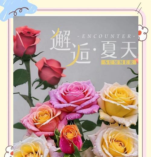 多色玫瑰花的花语和寓意是什么？