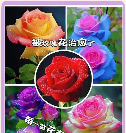 多色玫瑰花的花语和寓意是什么？