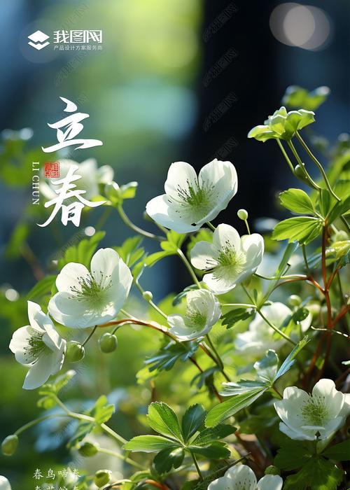 二十四节气与花的寓意有何关联？每个节气对应的花代表什么？