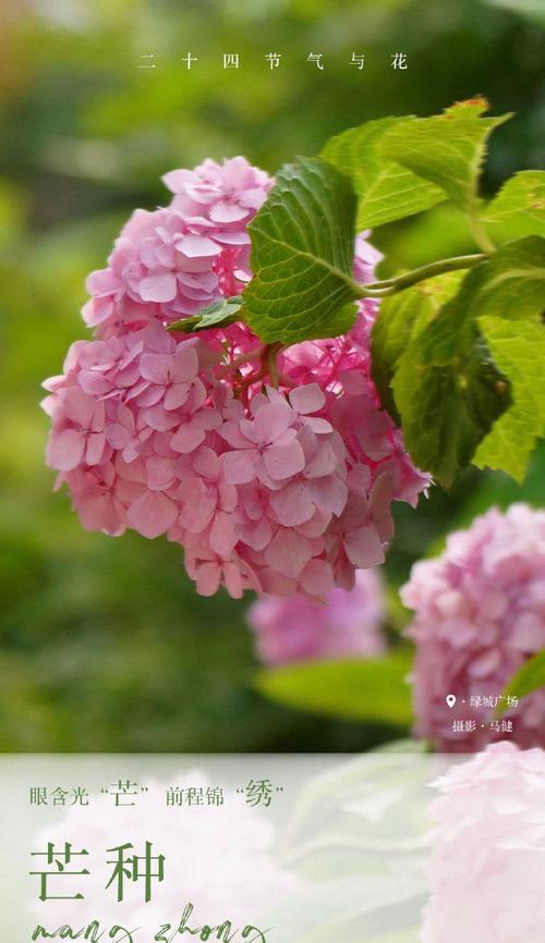 二十四节气与花的寓意有何关联？每个节气对应的花代表什么？