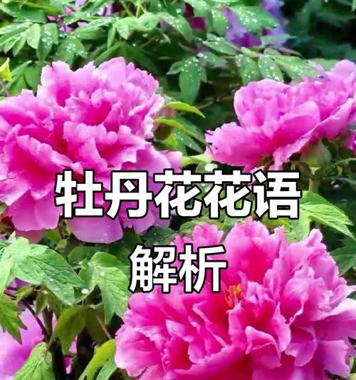 哪种花象征繁荣？繁荣花语有哪些？