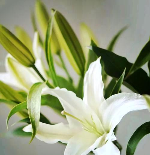 浅绿色百合花的花语是什么？