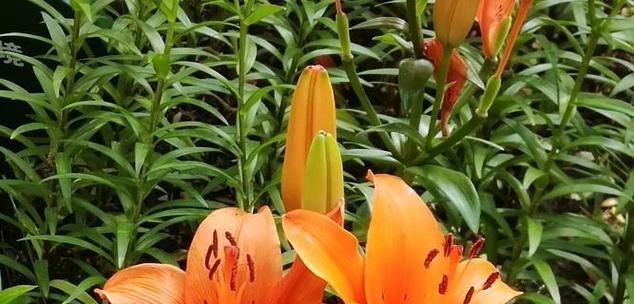 浅绿色百合花的花语是什么？