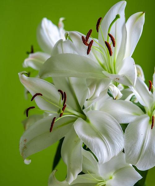 浅绿色百合花的花语是什么？