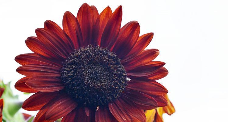 太阳花节有什么寓意？太阳花节的象征意义是什么？