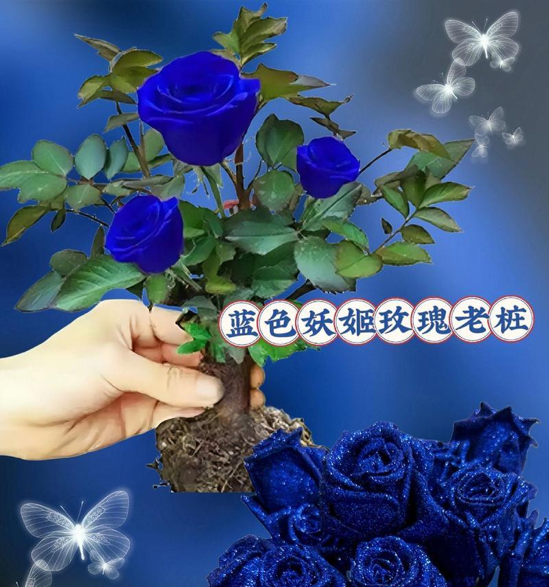 蓝色花朵的寓意和花语是什么？