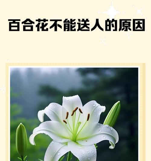 端午节送百合花代表什么？