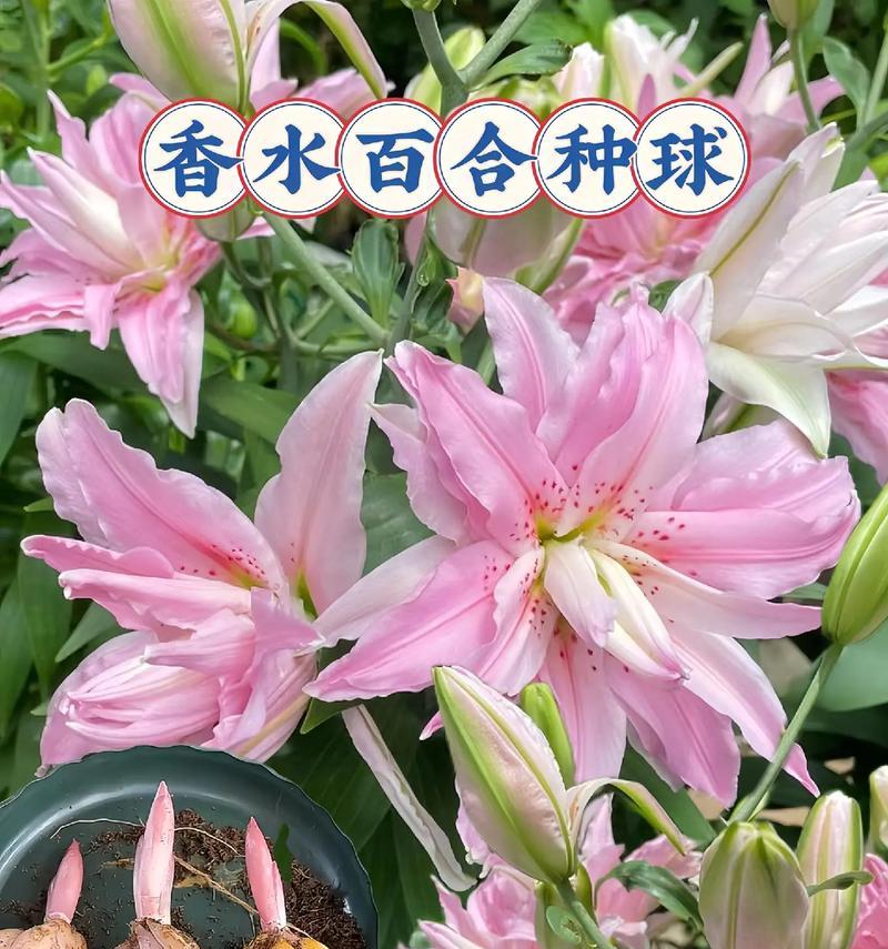 端午节送百合花代表什么？