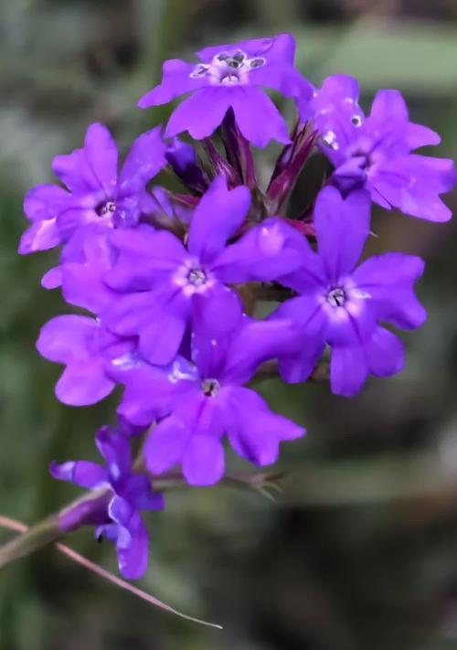 紫色玫瑰花装饰的含义是什么？它们象征着什么？