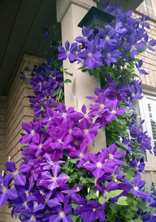 紫色玫瑰花装饰的含义是什么？它们象征着什么？