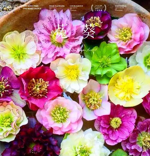 寓意平安吉祥的四季青好养活的花有哪些？四季青的花语是什么？