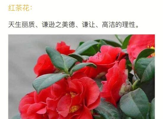 寓意平安吉祥的四季青好养活的花有哪些？四季青的花语是什么？