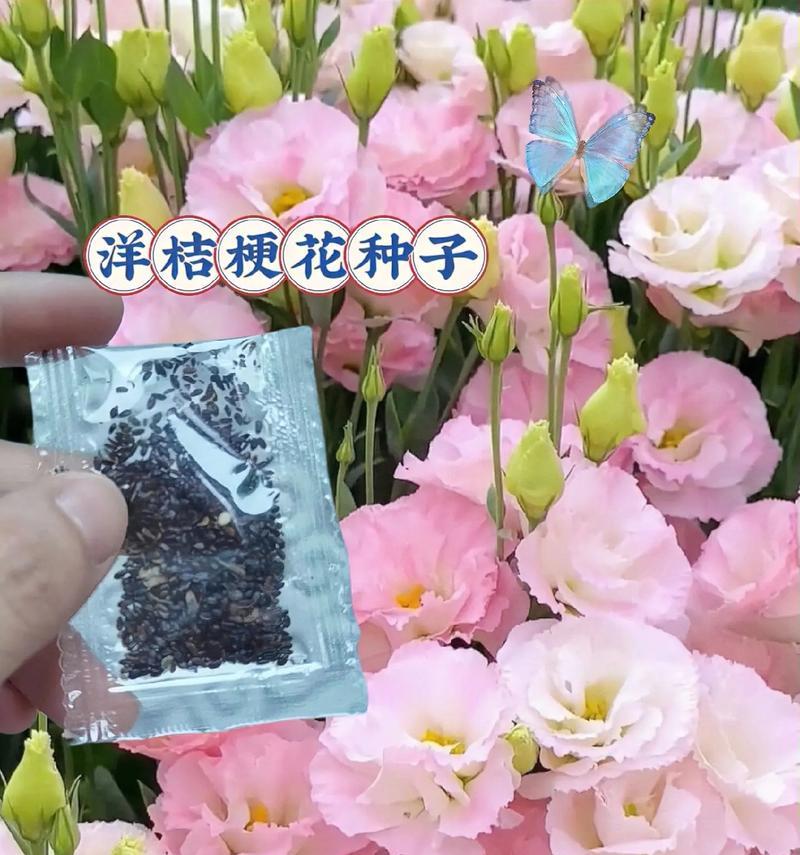 寓意平安吉祥的四季青好养活的花有哪些？四季青的花语是什么？