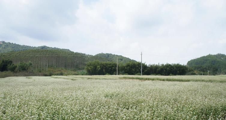 荞麦花的吉祥寓意是什么？荞麦花在文化中代表什么？
