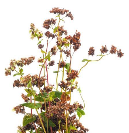 荞麦花的吉祥寓意是什么？荞麦花在文化中代表什么？