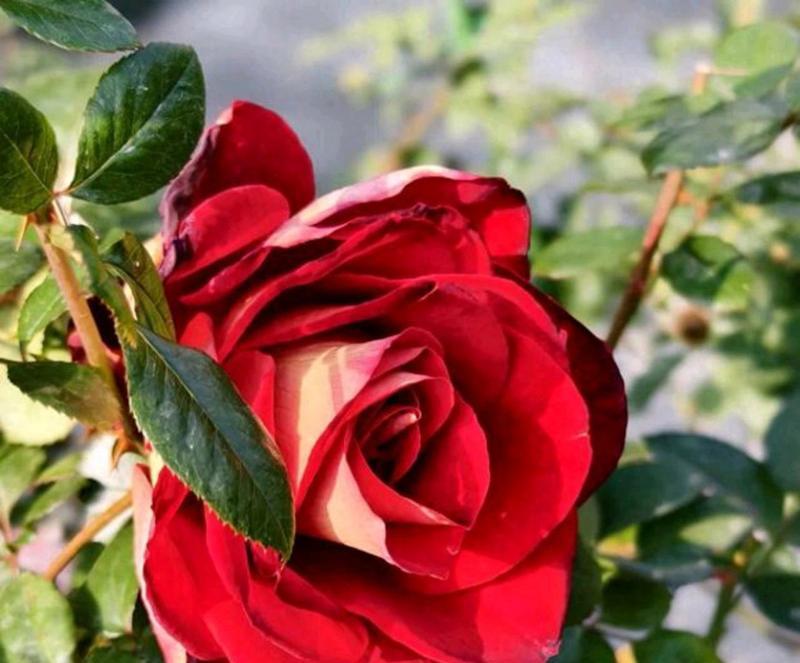 不同颜色的月季花各自代表什么？它们的寓意是什么？
