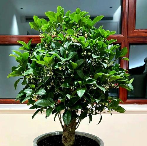 寓意好运平安的花有哪些？如何选择带来好运的花卉？