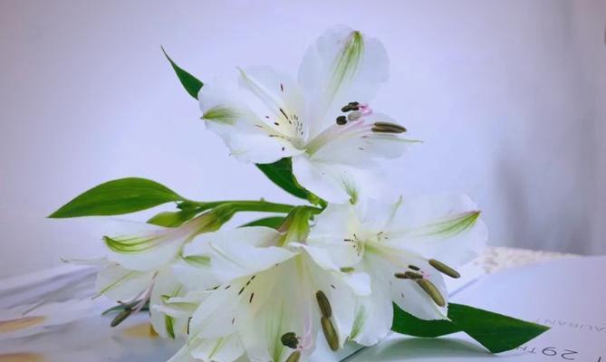 彩色的花朵含义是什么花？多彩花卉代表哪些情感？