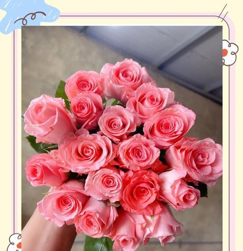 粉红色玫瑰花通常表达什么情感？