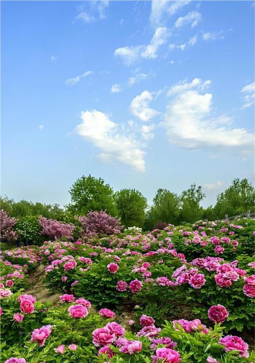 古代富贵寓意的花有哪些？它们象征什么？