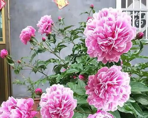 哪些花隐晦地象征着爱情？