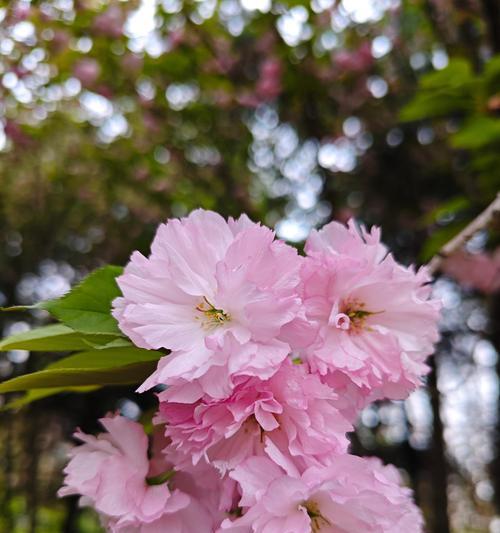 哪些花隐晦地象征着爱情？