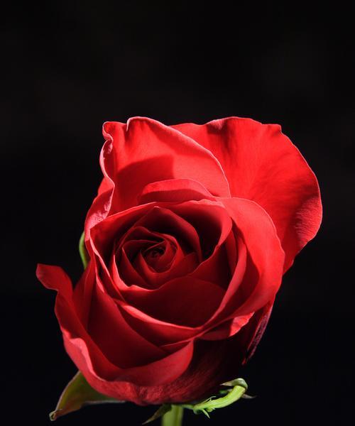 红色花在家里摆放的寓意是什么？摆放红色花有哪些讲究？