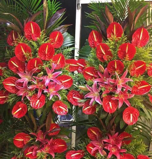 红色花在家里摆放的寓意是什么？摆放红色花有哪些讲究？
