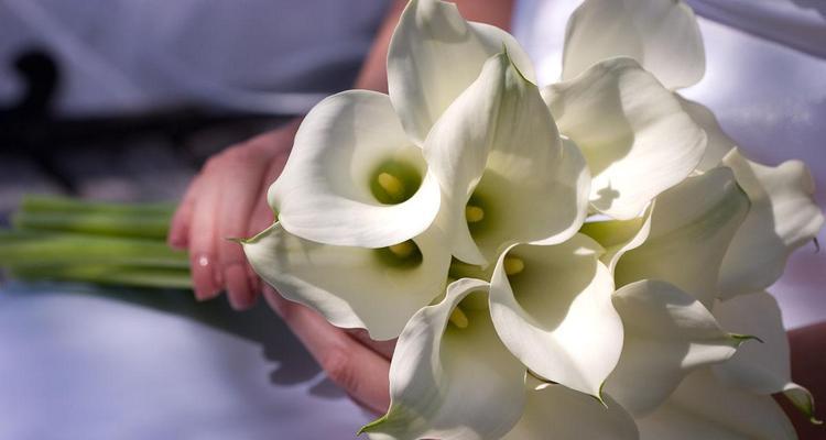 手捧花百合花象征什么？百合花的寓意有哪些？