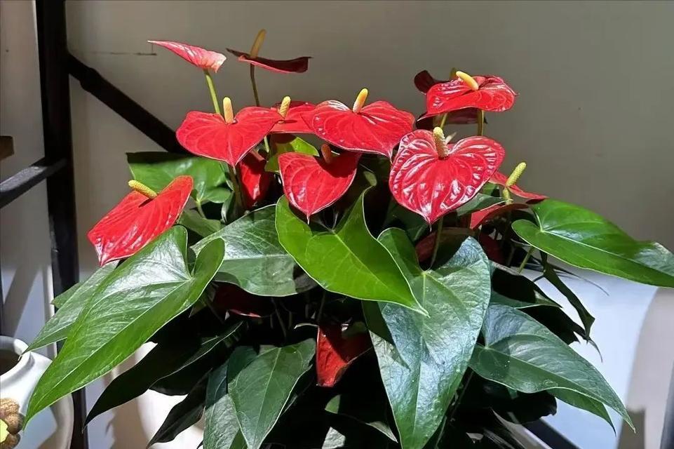 哪种花象征爱情喜阴？爱情喜阴的花有哪些特点？
