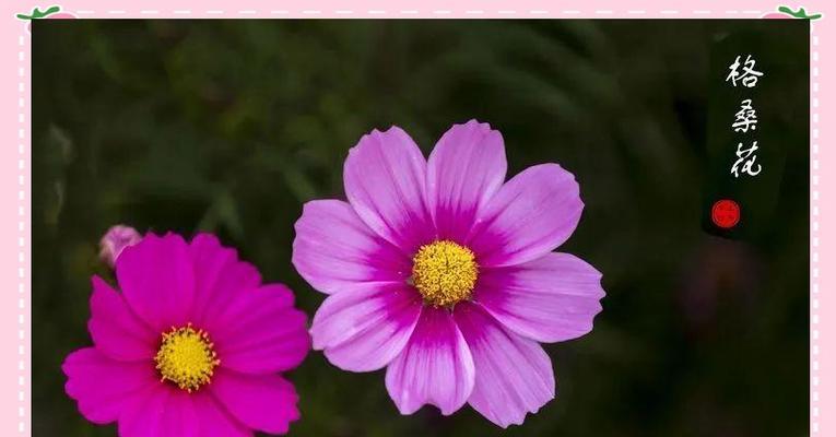 哪种花象征爱情喜阴？爱情喜阴的花有哪些特点？