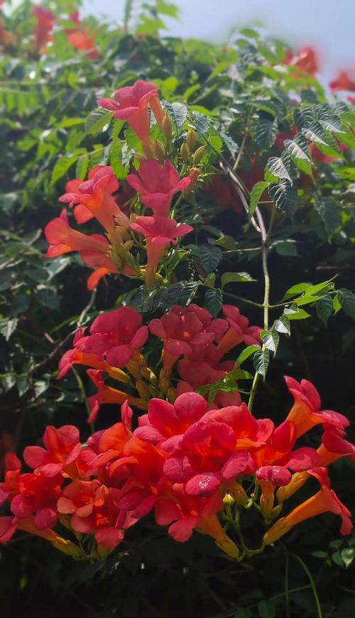 哪些红色花象征爱情？红色花的象征意义是什么？