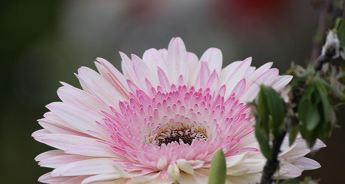 白色金盏花的寓意是什么？金盏花有哪些花语？