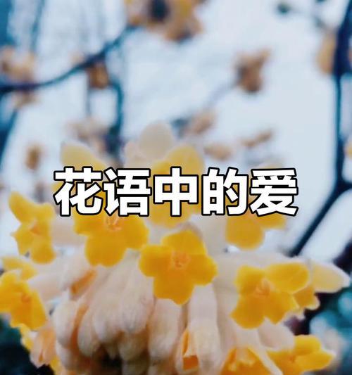 哪些花寓意爱情幸福长久？