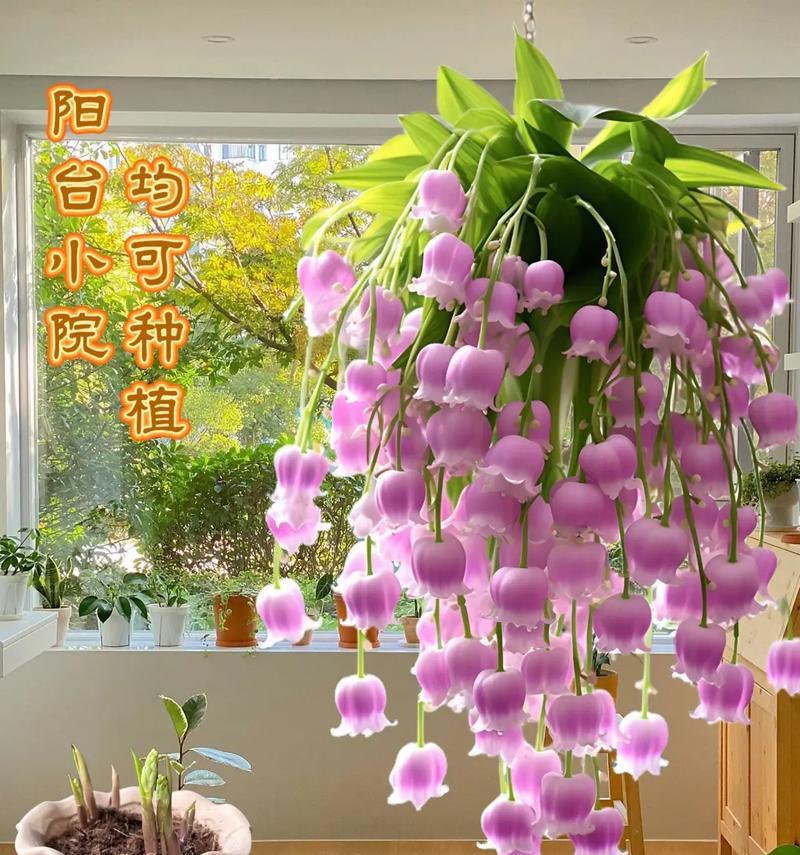 哪些花寓意爱情幸福长久？