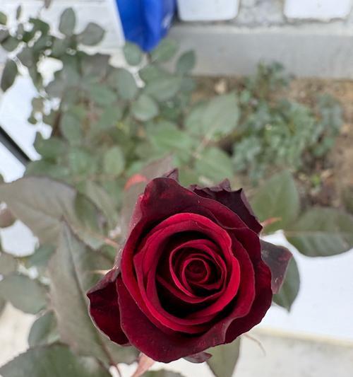 暮色花的花语和寓意是什么？