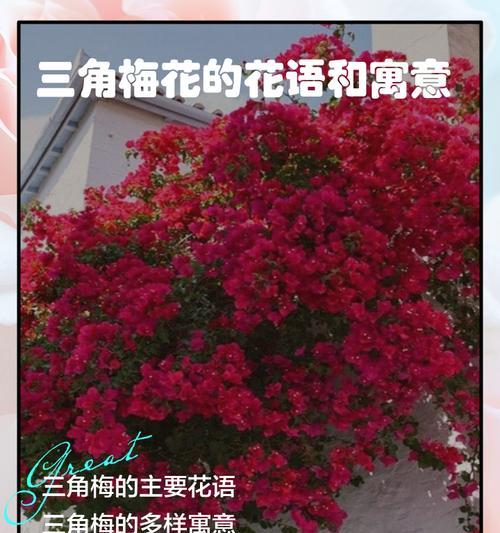 暮色花的花语和寓意是什么？