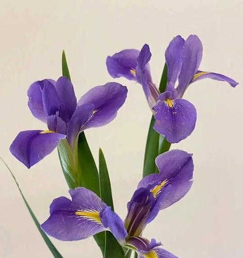 蓝紫色的紫鸢花寓意是什么？