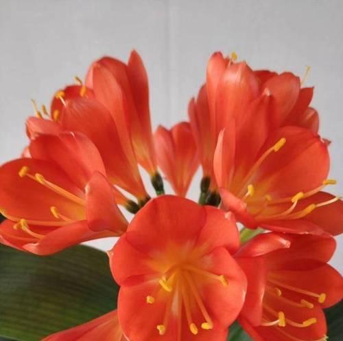 给老人戴花的寓意好吗？老人戴花的文化意义是什么？